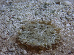 Actinostella flosculifera