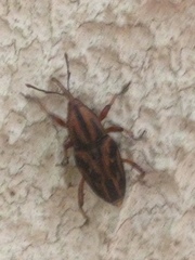 Metamasius hemipterus