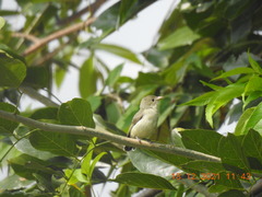 Dicaeum erythrorhynchos