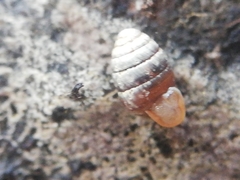 Leiostyla anglica
