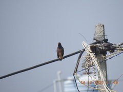 Acridotheres tristis