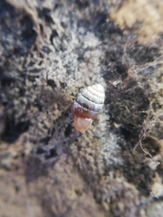 Leiostyla anglica
