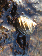 Littorina brevicula