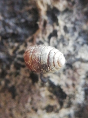 Leiostyla anglica