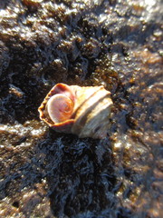 Littorina brevicula