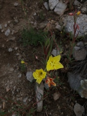 Oenothera odorata