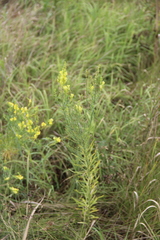 Linaria biebersteinii ruthenica
