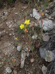 Oenothera odorata