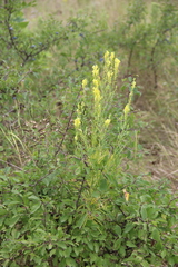 Linaria biebersteinii ruthenica