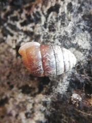 Leiostyla anglica