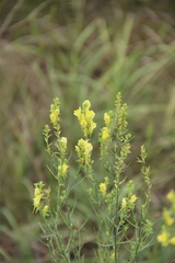 Linaria biebersteinii ruthenica
