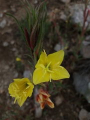Oenothera odorata
