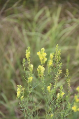 Linaria biebersteinii ruthenica