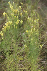 Linaria biebersteinii ruthenica