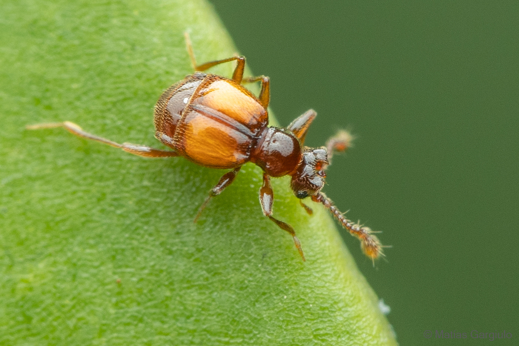 Achilia