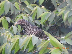 Eudynamys scolopaceus