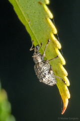 Dasydema hirtella