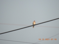 Streptopelia senegalensis