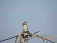 Streptopelia senegalensis