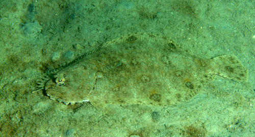 Spotfin flounder (Cyclopsetta fimbriata) — Paralichthyidae