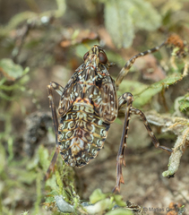 Taractellus chilensis