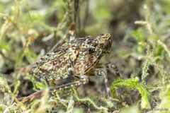 Taractellus chilensis