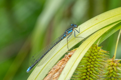 Cyanallagma interruptum