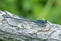 Cyanallagma interruptum