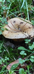 Lactarius