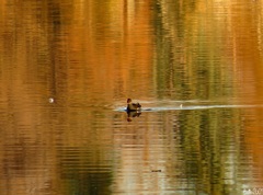 Gallinula chloropus