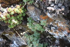 Veronica dagestanica