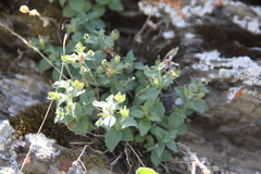 Veronica dagestanica