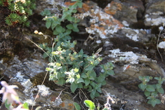 Veronica dagestanica