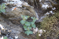 Veronica dagestanica