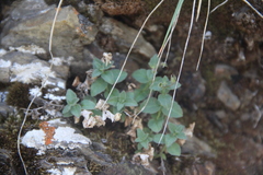 Veronica dagestanica