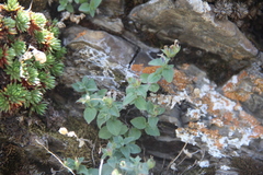 Veronica dagestanica
