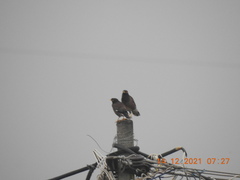 Acridotheres tristis