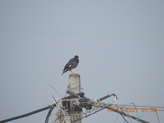 Acridotheres tristis