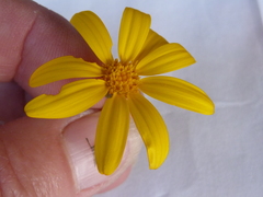 Osteospermum rigidum