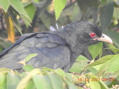 Eudynamys scolopaceus