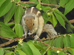 Funambulus palmarum