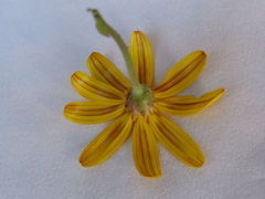 Osteospermum rigidum