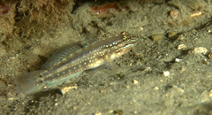 Coryphopterus glaucofraenum