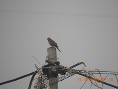 Streptopelia senegalensis