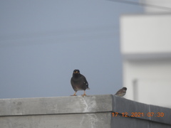 Acridotheres tristis