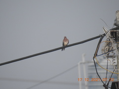 Streptopelia senegalensis
