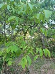 Markhamia obtusifolia