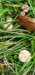 Panaeolus fimicola