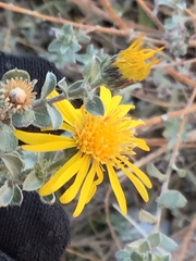 Heterotheca zionensis