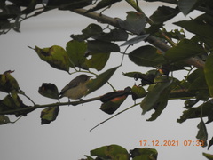 Dicaeum erythrorhynchos